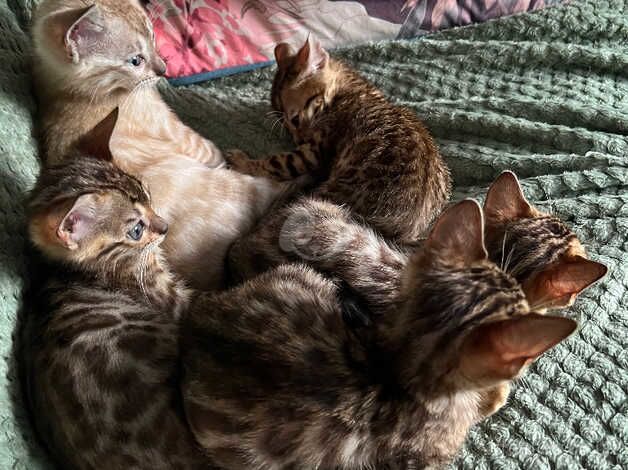 Bengal babies for sale in Mansfield, Nottinghamshire - Image 4