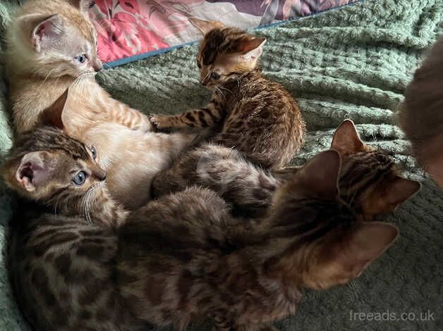 Bengal babies for sale in Mansfield, Nottinghamshire - Image 5