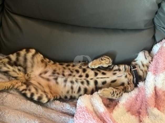 Bengal beautiful boy for sale in Stowmarket, Suffolk