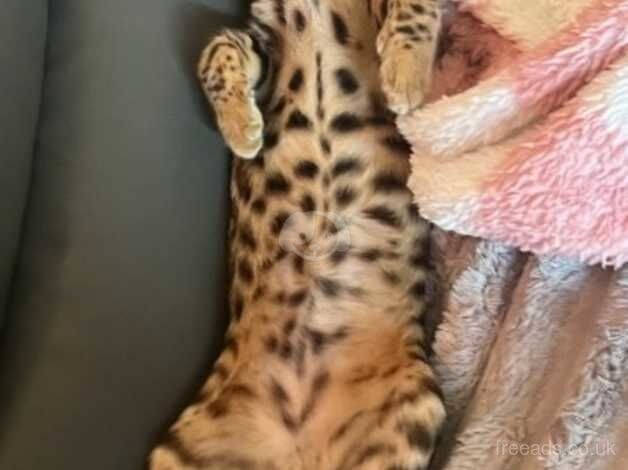 Bengal beautiful boy for sale in Stowmarket, Suffolk - Image 3