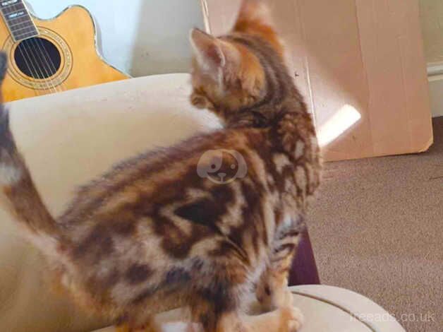 Bengal boy cub ready now ,REHOMED PENDING COLLECTION TOMORROW for sale in Ammanford/Rhydaman, Carmarthenshire - Image 2