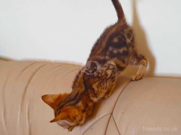 Bengal boy cub ready now ,REHOMED PENDING COLLECTION TOMORROW for sale in Ammanford/Rhydaman, Carmarthenshire - Image 3