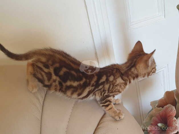 Bengal boy cub ready now ,REHOMED PENDING COLLECTION TOMORROW for sale in Ammanford/Rhydaman, Carmarthenshire - Image 4