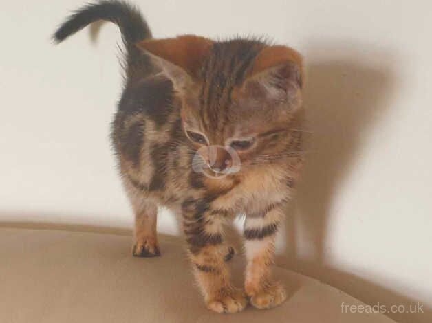 Bengal boy cub ready now ,REHOMED PENDING COLLECTION TOMORROW for sale in Ammanford/Rhydaman, Carmarthenshire - Image 5