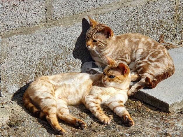 Bengal boy Ready to leave now ,lovely kitten for sale in Carmarthen/Caerfyrddin, Carmarthenshire - Image 1