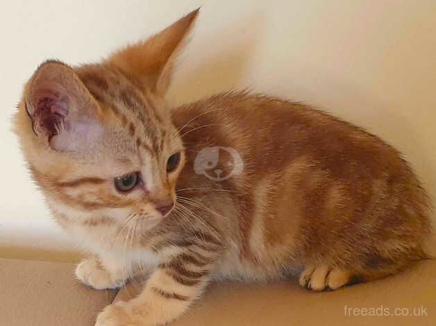 Bengal boy Ready to leave now ,lovely kitten for sale in Carmarthen/Caerfyrddin, Carmarthenshire - Image 2