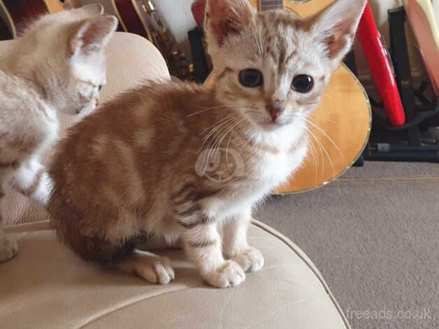 Bengal boy Ready to leave now ,lovely kitten for sale in Carmarthen/Caerfyrddin, Carmarthenshire - Image 3