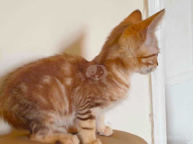 Bengal boy Ready to leave now ,lovely kitten for sale in Carmarthen/Caerfyrddin, Carmarthenshire - Image 5