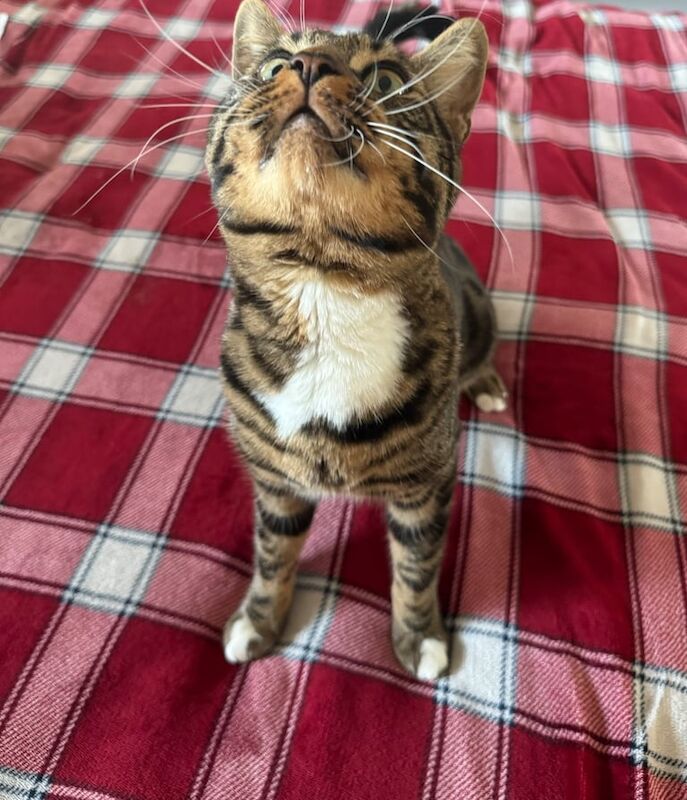 Bengal cat for sale in London, City of London, Greater London