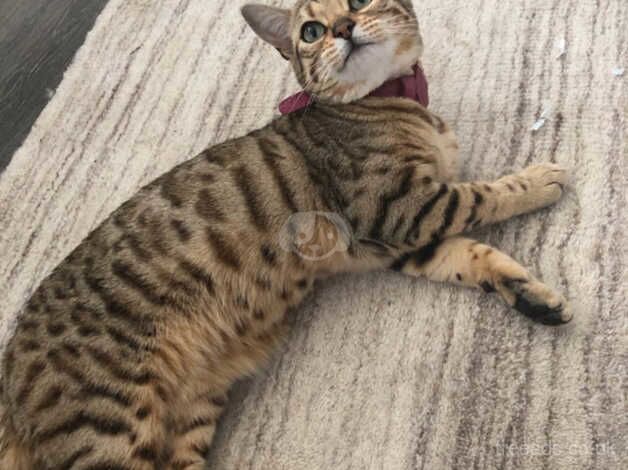 Bengal cat for sale in Edinburgh, City of Edinburgh