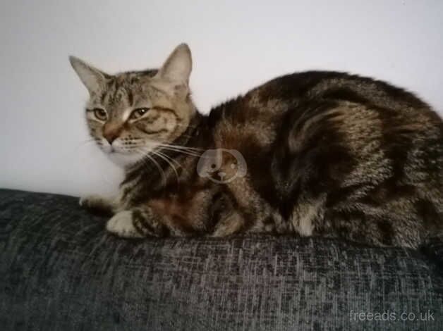 Bengal cat for sale in Leeds, West Yorkshire - Image 1