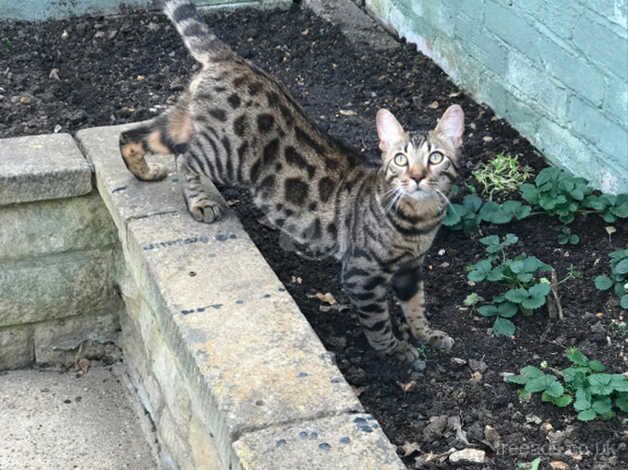 Bengal cat! for sale in Peterborough, Cambridgeshire - Image 2