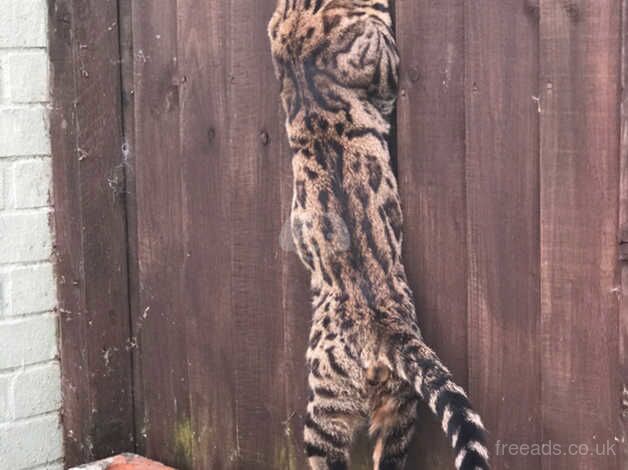 Bengal cat! for sale in Peterborough, Cambridgeshire - Image 3