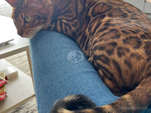 Bengal cat for sale in Peterborough, Cambridgeshire - Image 2