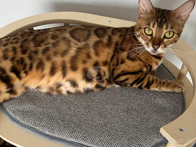 Bengal cat for sale in Peterborough, Cambridgeshire - Image 3