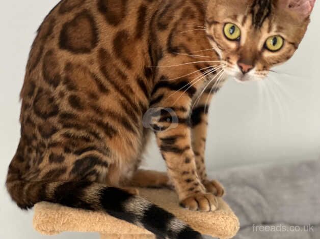 Bengal cat for sale in Peterborough, Cambridgeshire - Image 4