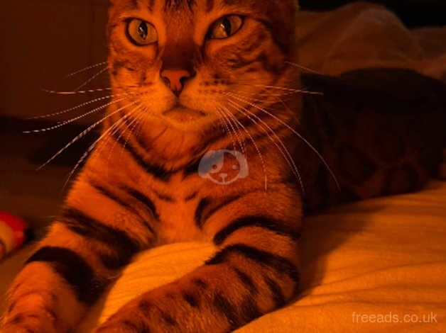 Bengal cat for sale in Peterborough, Cambridgeshire - Image 5