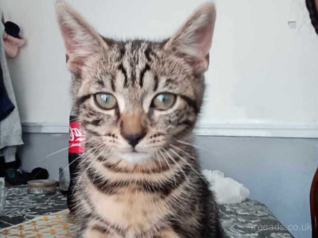 Bengal cat for sale in West Bromwich, West Midlands