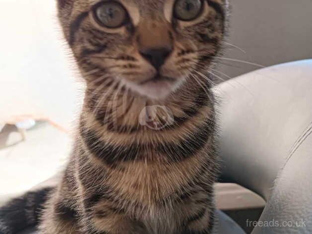 Bengal cat for sale in West Bromwich, West Midlands - Image 2