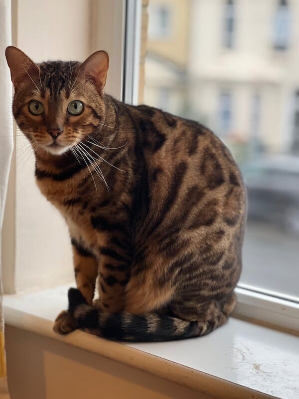 Bengal Cat - TICA registered for sale in Plaistow, Greater London