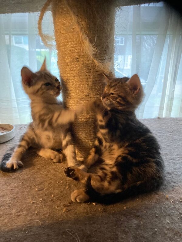 Bengal cross kittens for loving home for sale in Lancing, West Sussex