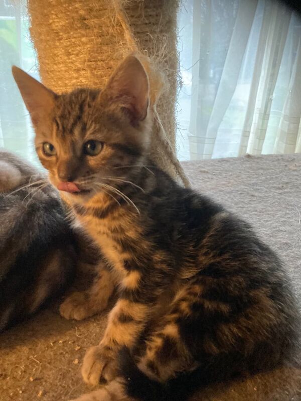 Bengal cross kittens for loving home for sale in Lancing, West Sussex - Image 2