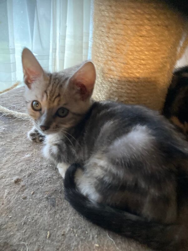 Bengal cross kittens for loving home for sale in Lancing, West Sussex - Image 3