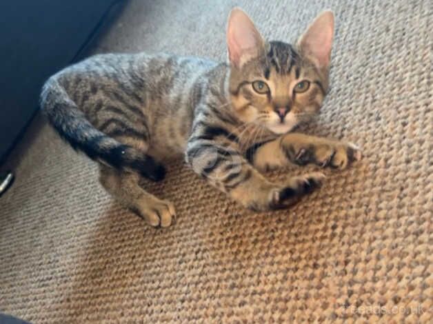 Bengal cross ragdoll kittens available soon for sale in Ammanford/Rhydaman, Carmarthenshire - Image 4