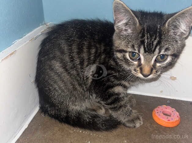 Bengal cross tabby female kitten FREE!!! for sale in Greenwich, London