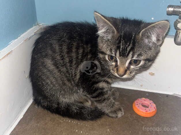 Bengal cross tabby female kitten FREE!!! for sale in Greenwich, London - Image 2