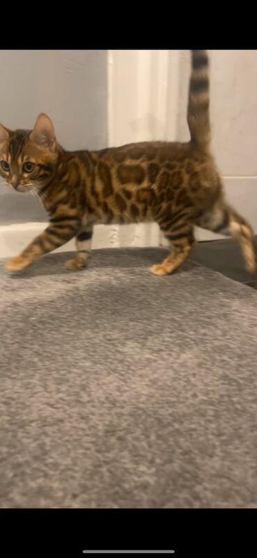 Bengal cub for sale in Farnworth, Greater Manchester