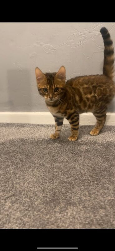 Bengal cub for sale in Farnworth, Greater Manchester - Image 2