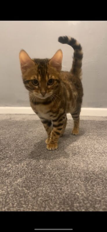 Bengal cub for sale in Farnworth, Greater Manchester - Image 3