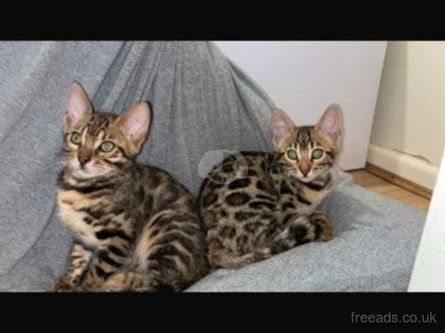 Bengal female for sale in Enfield, London - Image 1