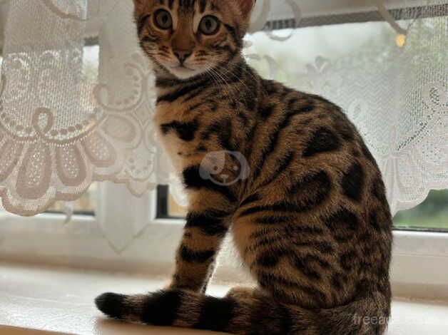 Bengal female for sale in Enfield, London - Image 2