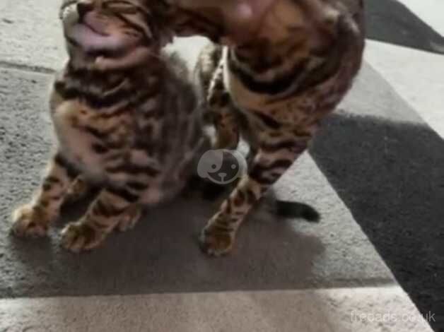 Bengal Kittens for sale