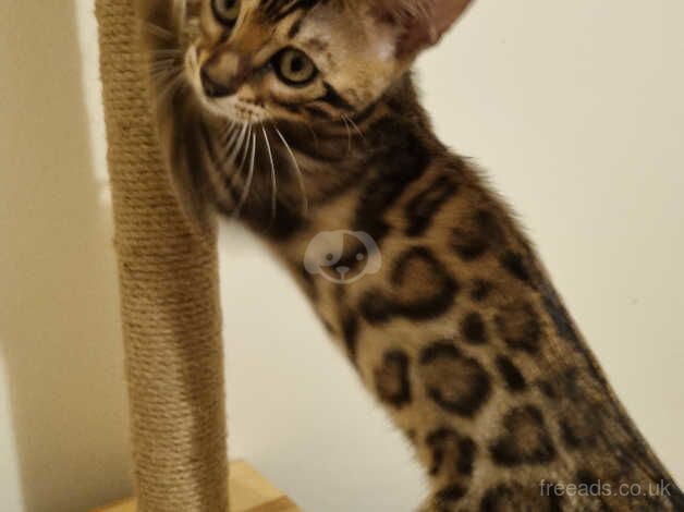 Bengal female for sale in Redbridge, Redbridge, Greater London