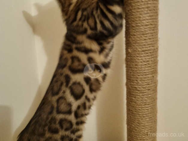 Bengals for sale in Redbridge, Redbridge, Greater London