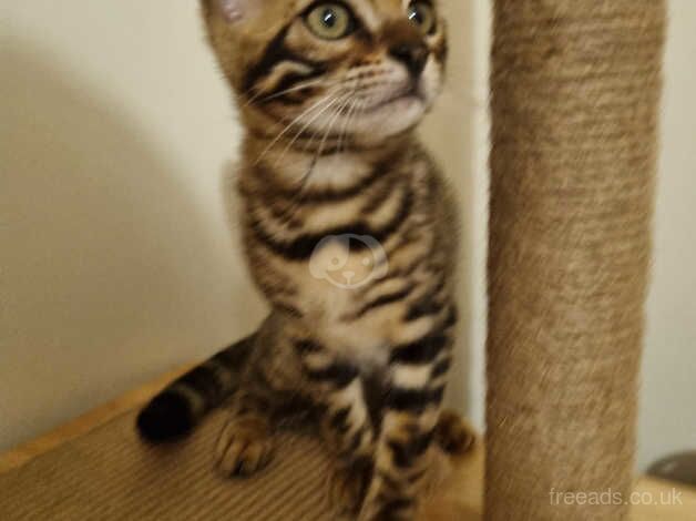 Bengal Kittens for sale in Greater London