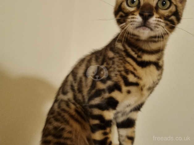 Bengal Kittens for sale