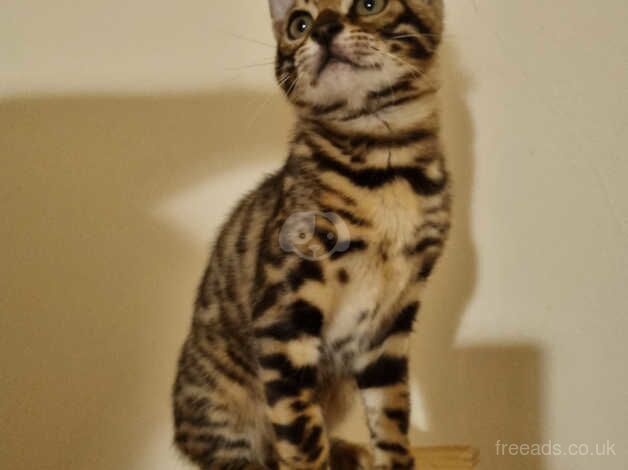 Bengal female for sale in Redbridge, Redbridge, Greater London - Image 5