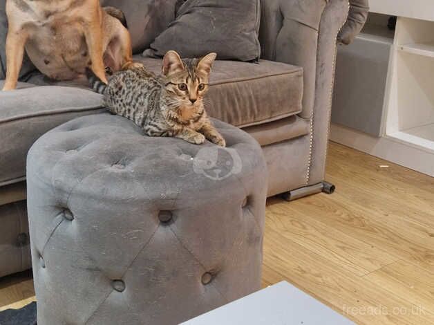 Bengals for sale in Grays, Essex