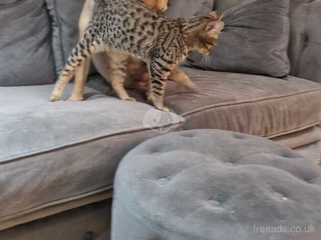 Bengal Kittens for sale in Essex