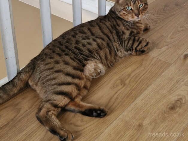 Bengal female kitten for sale in Grays, Essex - Image 5