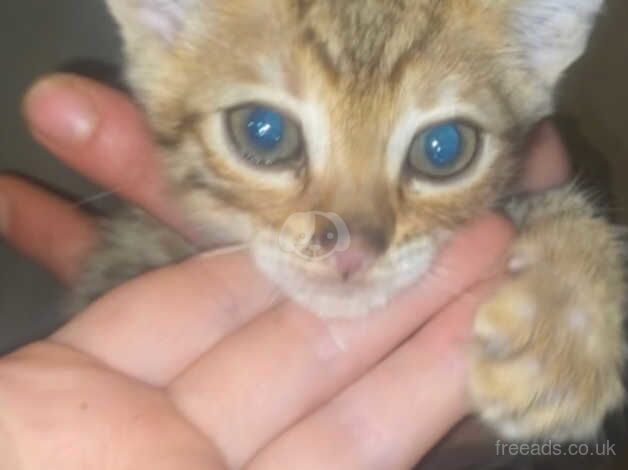 Bengal kitten for sale in Dundee, Dundee City - Image 1