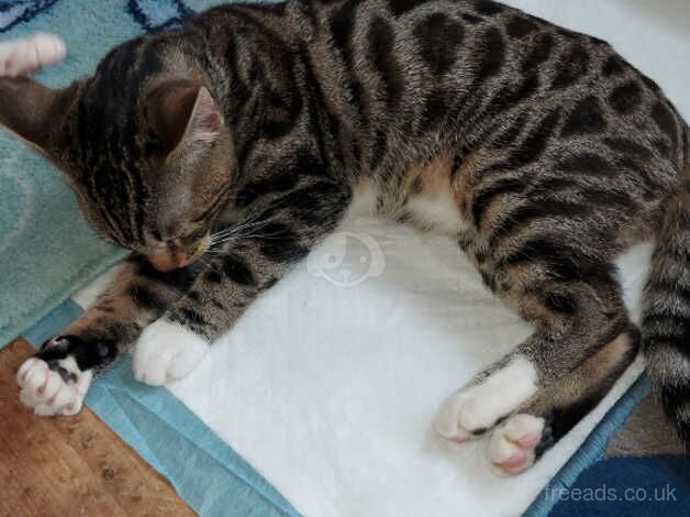 bengal kitten for sale in Tamworth, Staffordshire - Image 1