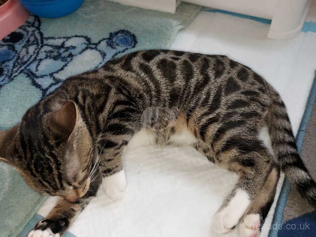 bengal kitten for sale in Tamworth, Staffordshire - Image 3