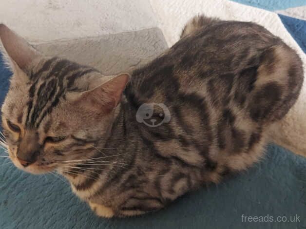 bengal kitten for sale in Tamworth, Staffordshire - Image 4