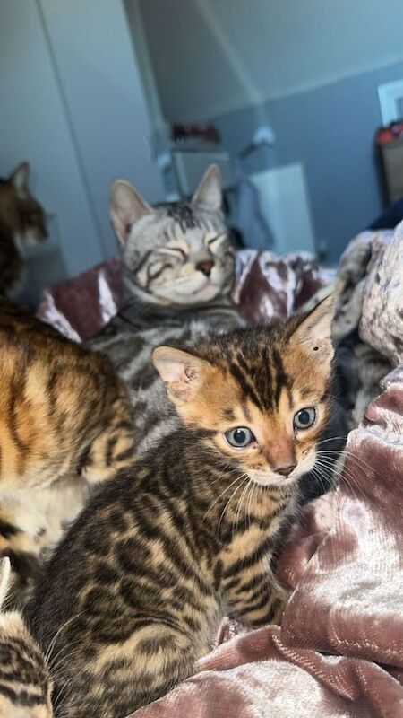 Bengal kittens for sale in Mitcham, Greater London