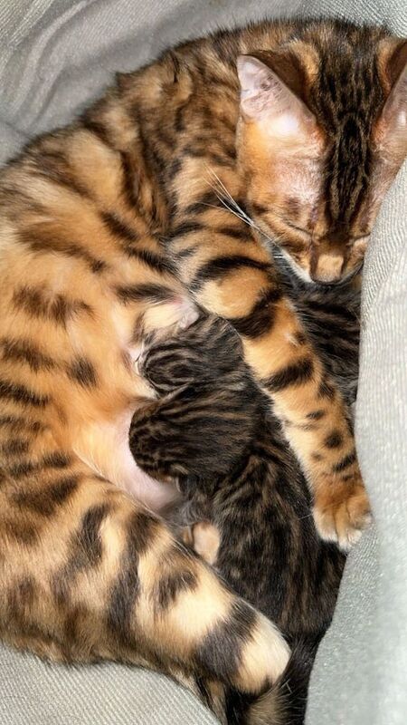 Bengal kittens for sale in Mitcham, Greater London - Image 2